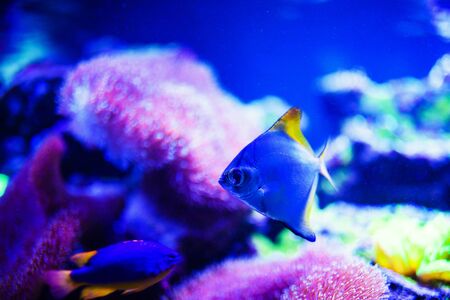 Wonderful and beautiful underwater world with corals and tropical fish.の写真素材