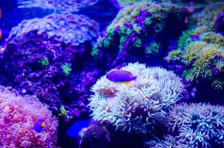 Amphiprion Ocellaris Clownfish In Marine Aquarium. Clownfish swim around their host anemone with blue water behind. Photo of a tropical Fish on a coral reef.の写真素材