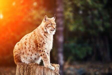 Lynx, Eurasian wild cat