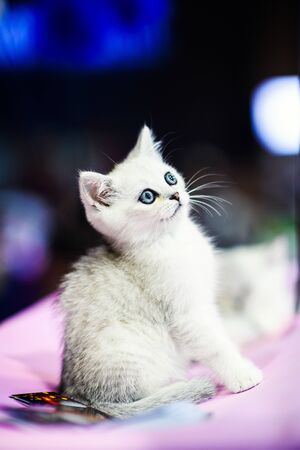 Cute little white kitten with amazing eyesの写真素材