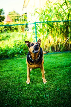 Angry dog attacks. The dog looks aggressive and dangerous.の写真素材