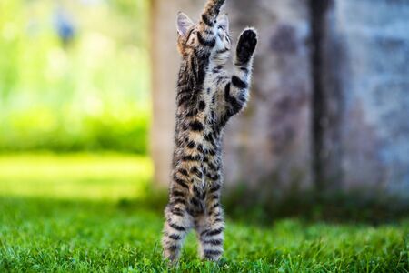 adorable tabby kitten outdoorsの写真素材