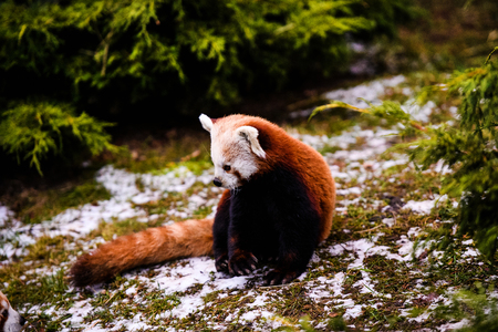 Portrait of a Red Panda ( Ailurus fulgens )の写真素材