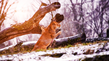 Beautiful Mighty Lionの写真素材