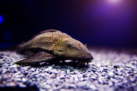 Wonderful and beautiful underwater world with corals and tropical fish.の写真素材