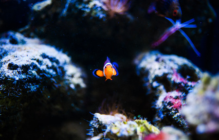 Wonderful and beautiful underwater world with corals and tropical fish.
