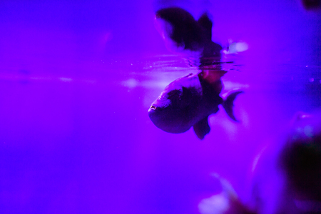 Wonderful and beautiful underwater world with corals and tropical fish.