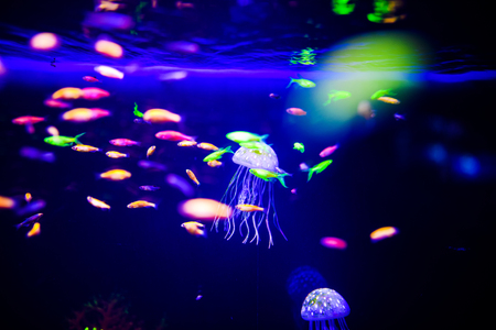 Beautiful jellyfish, medusa in the neon light with the fishes. Aquarium with blue jellyfish and lots of fish. Making an aquarium with corrals and ocean wildlife. Underwater life in ocean jellyfish.の写真素材