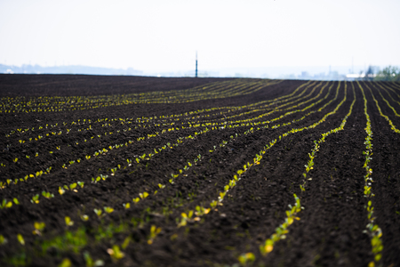 organically cultivated garlic plantationの写真素材