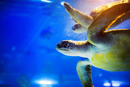 Sea turtle in blue water over coral reefの写真素材