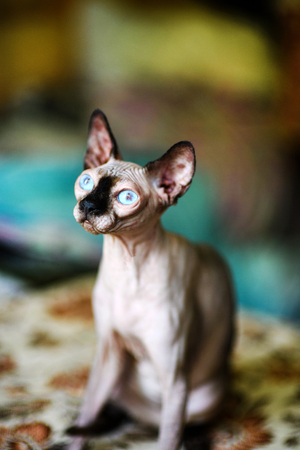 A beautiful gray sphinx catの写真素材