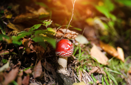 Mushrooms toadstools in nature. Amanita fly agaric mushrooms.の写真素材