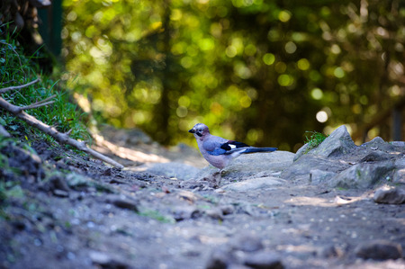 Beatiful bird in the forest. Summer day.の写真素材