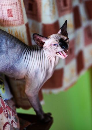 A beautiful gray sphinx catの写真素材