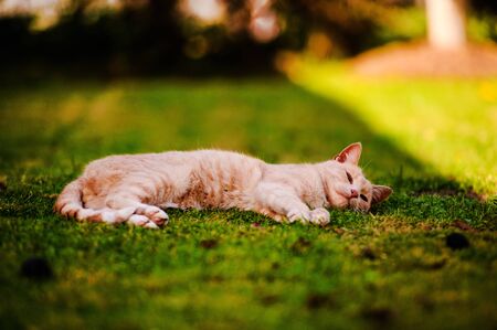 Beautiful red cat on green grass. Summer day.Animal planet.