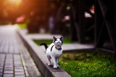 Cat with different colored eyes