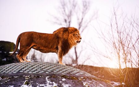 Beautiful Mighty Lion. Big cat. Strong and powerful animal.の写真素材