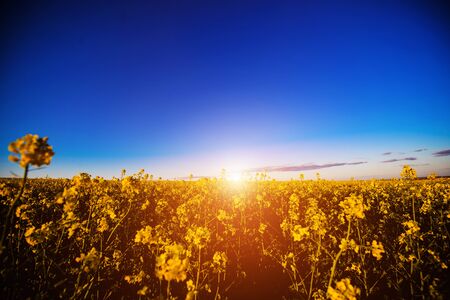 field of yellow rapeseed against the blue skyの写真素材