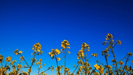 Yellow canola field in sunlight. Location rural place of Ukraine, Europe. Rapes flowers. Fresh...