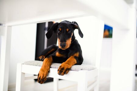 young Doberman puppy dogの写真素材