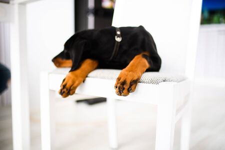 young Doberman puppy dogの写真素材