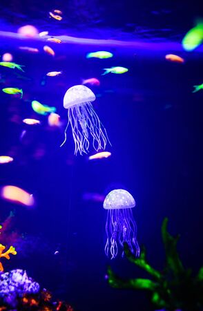 Beautiful jellyfish, medusa in the neon light with the fishes. Aquarium with blue jellyfish and lots of fish. Making an aquarium with corrals and ocean wildlife. Underwater life in ocean jellyfish.の写真素材