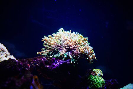 Underwater, Underwater World, Coral Reefの写真素材