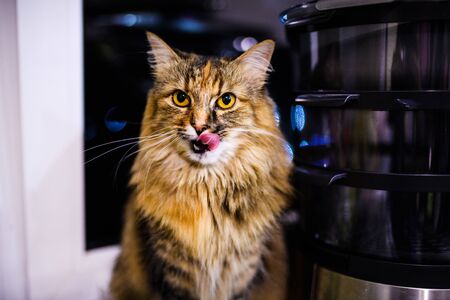 Sweet cat, very playful, with yellow eyesの写真素材