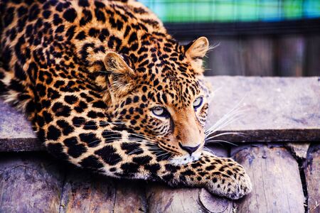 Portrait of a beautiful leopard. Angry leopard.の写真素材