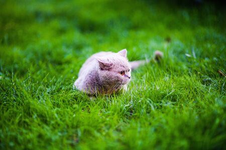 Sweet cat on green grassの写真素材