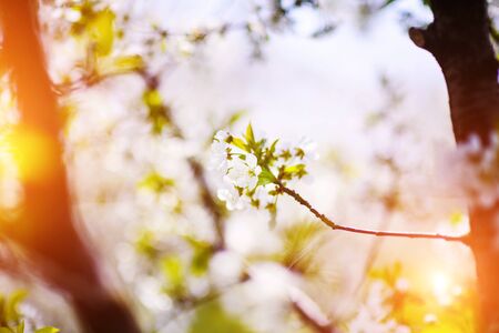 apple garden, blossom on tree, spring time