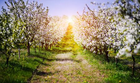 apple garden, blossom on tree, spring timeの写真素材