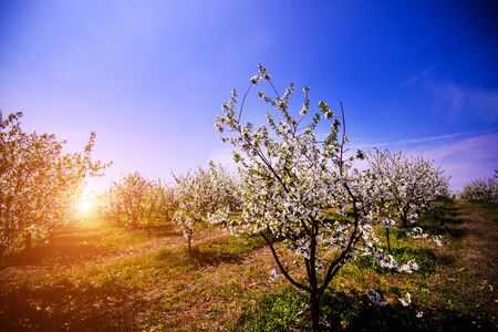 apple garden, blossom on tree, spring timeの写真素材