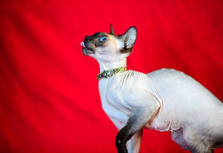 A beautiful gray sphinx catの写真素材