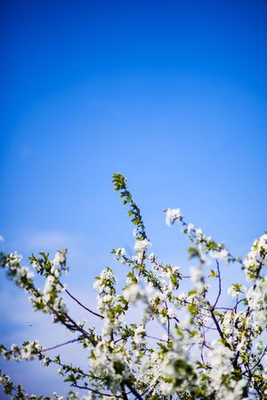 apple garden, blossom on tree, spring timeの写真素材