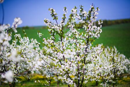 apple garden, blossom on tree, spring timeの写真素材