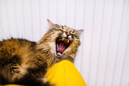 Sweet cat, very playful, with yellow eyesの写真素材