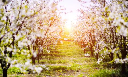 apple garden, blossom on tree, spring timeの写真素材