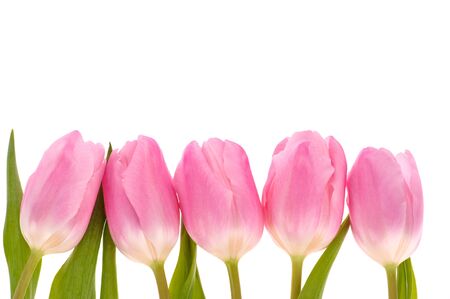 Pink tulips flowers isolated on white background.の写真素材