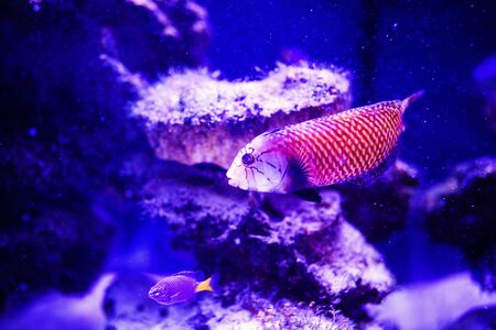 Wonderful and beautiful underwater world with corals and tropical fish.
