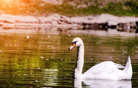 Beautiful young swan in lakeの写真素材
