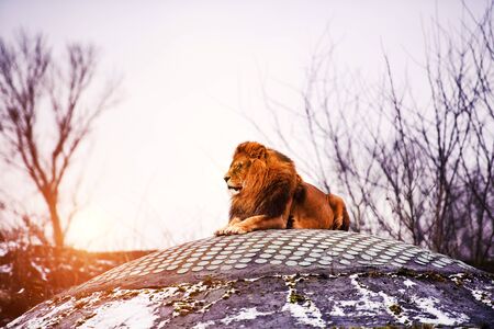 Beautiful Mighty Lionの写真素材
