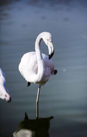 Flamingo in the lakeの写真素材