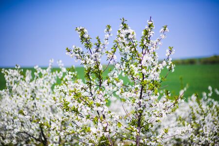 apple garden, blossom on tree, spring timeの写真素材