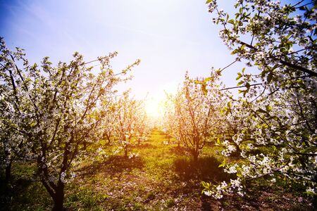 apple garden, blossom on tree, spring timeの写真素材