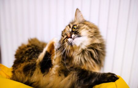 Sweet cat, very playful, with yellow eyesの写真素材