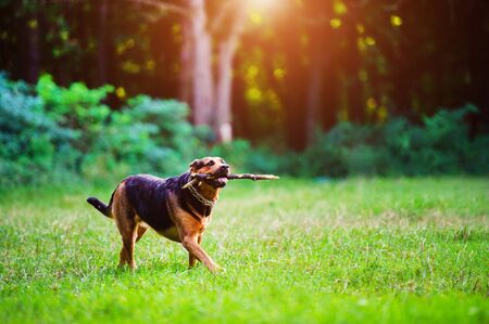 Dog running with a stick in its mouth in a grass. The best friend. Happy dog. Summer time.の写真素材