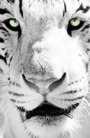 White Bengal tigerの写真素材