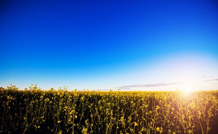 Yellow canola field in sunlight. Location rural place of Ukraine, Europe. Rapes flowers. Fresh seasonal background. Ecology concept. Beauty world.の写真素材
