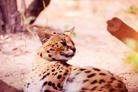 beautiful serval catの写真素材
